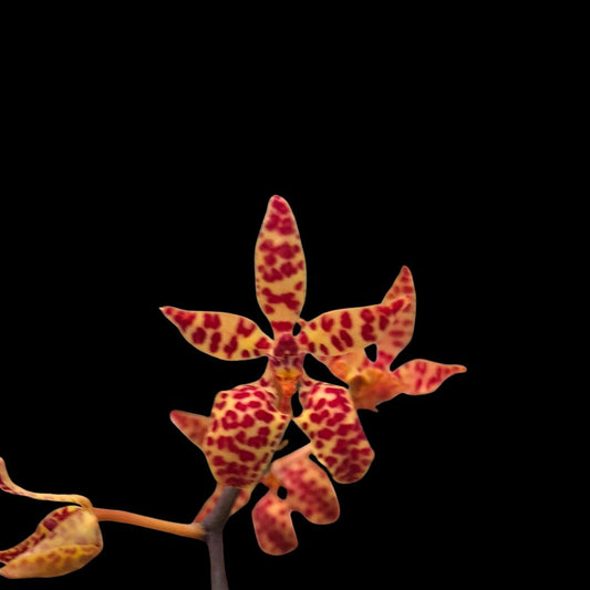 Renanthera monachica - In BLOOM! Vanda La Foresta Orchids 