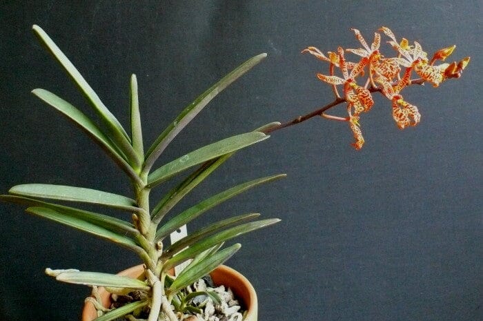 Renanthera monachica Vanda La Foresta Orchids 