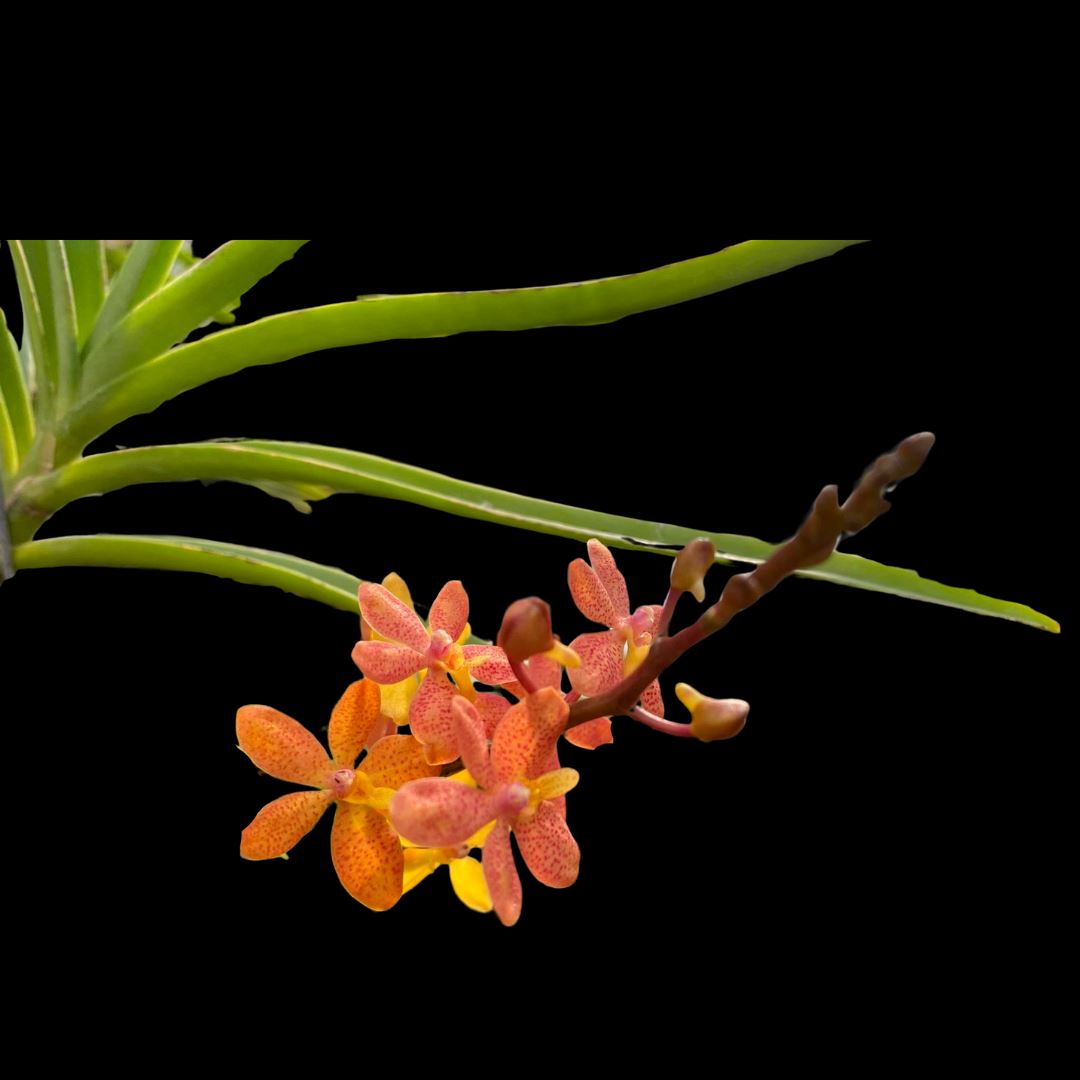 Renanthera monachica x Ascocentrum curvifolium Vanda La Foresta Orchids 