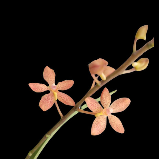 Renanthera monachica x Ascocentrum curvifolium Vanda La Foresta Orchids 