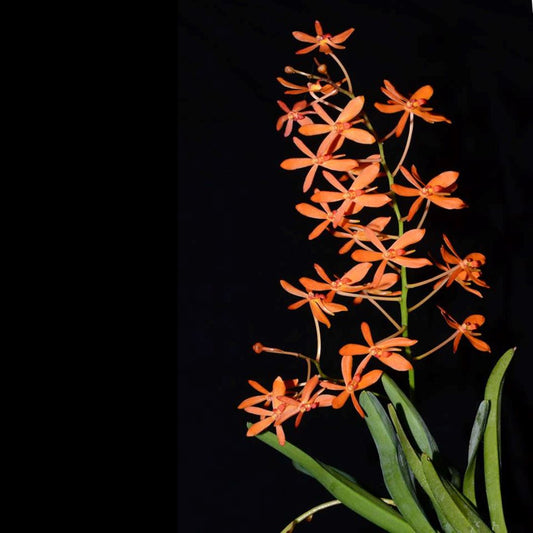 Renanthera philippinensis x Vanda falcata Vanda La Foresta Orchids