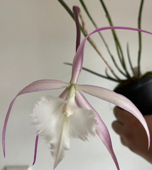 Rhyncholaelia digbyana x Brassavola cucullata - Rhynchovola David Sander - Pink Brassavola La Foresta Orchids