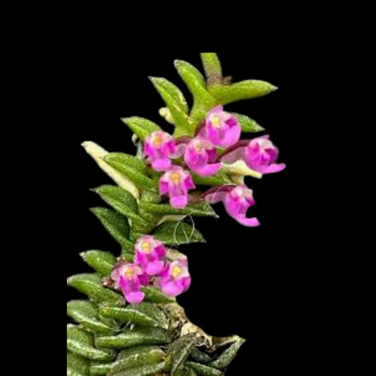 Schoenorchis scolopendria Schoenorchis La Foresta Orchids