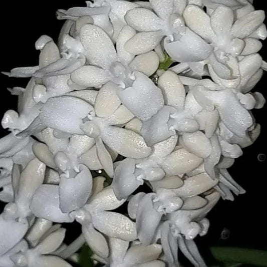 Seidenfadenia mitrata Vanda La Foresta Orchids var. alba