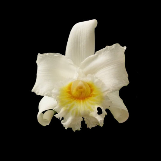 Sobralia yauaperyensis x Sobralia virginalis Sobralia La Foresta Orchids