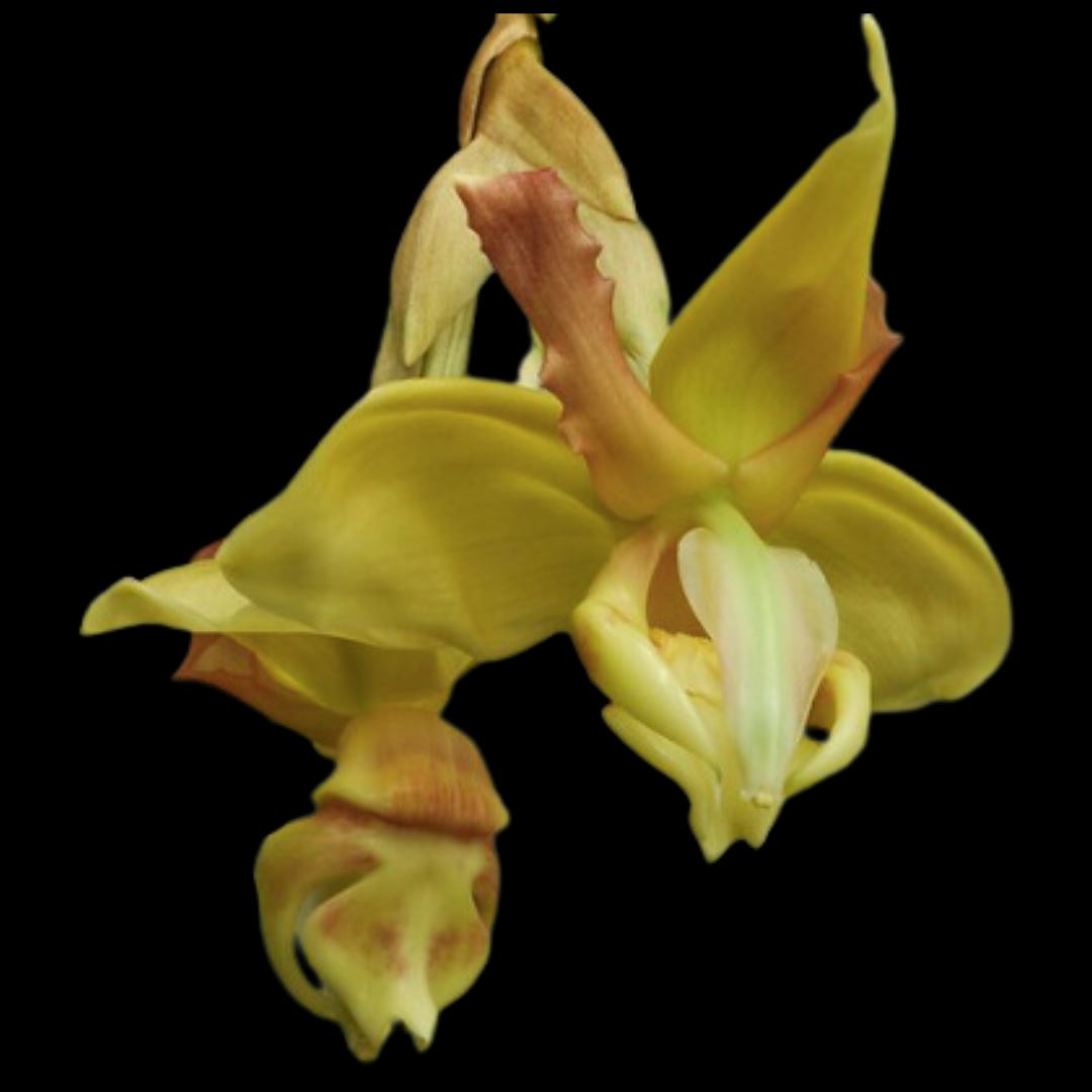 Stanhopea tigrina var. semi alba Stanhopea La Foresta Orchids 