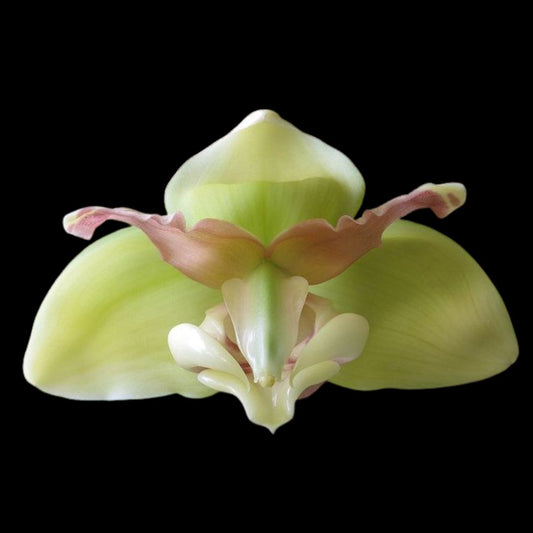 Stanhopea tigrina var. semi alba Stanhopea La Foresta Orchids