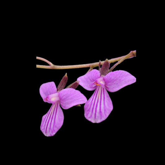 Tetramicra elegans Tetramicra La Foresta Orchids