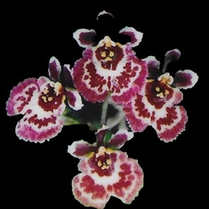 Tolumnia Orchids Hybrids Tolumnia La Foresta Orchids Jairak Firm 'Butterfly' 
