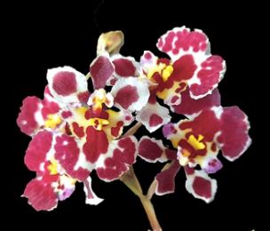 Tolumnia Orchids Hybrids Tolumnia La Foresta Orchids Jairak Firm 'Carnival' 