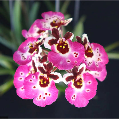 Tolumnia Orchids Hybrids Tolumnia La Foresta Orchids Jairak Firm 'Pink Lady' 