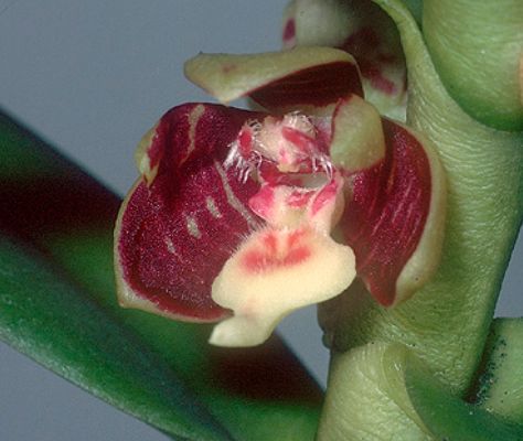 Trichoglottis geminata Trichoglottis La Foresta Orchids