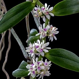 Trichoglottis rosea var. breviracema Trichoglottis La Foresta Orchids