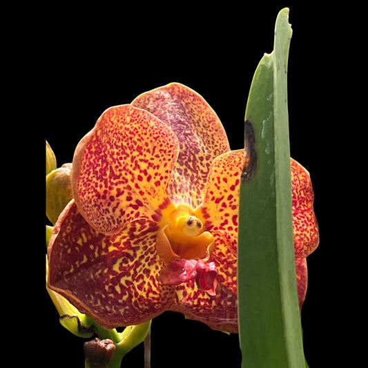 Vanda Alliance: Ascda. Kultana Orose x Ascda. Pakchong Gold Vanda La Foresta Orchids