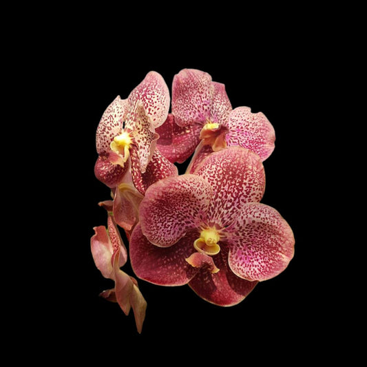Vanda Alliance: Ascda. Pharaoh Gold x Vanda sanderiana Vanda La Foresta Orchids