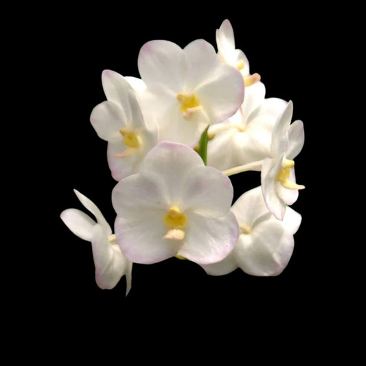 Vanda Alliance: Ascocenda New Maung Thong Vanda La Foresta Orchids