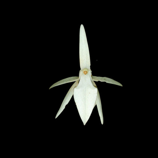 Vanda Alliance: Jumellea arachnantha Vanda La Foresta Orchids