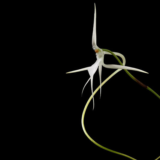 Vanda Alliance: Jumellea teretifolia Vanda La Foresta Orchids