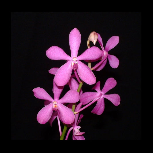 Vanda Alliance: Mokara Calipso Pink Vanda La Foresta Orchids