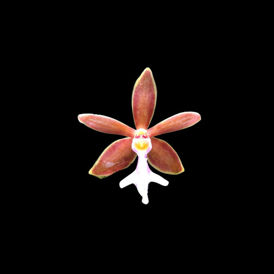 Vanda Alliance: Trichoglottis philippinensis Trichoglottis La Foresta Orchids