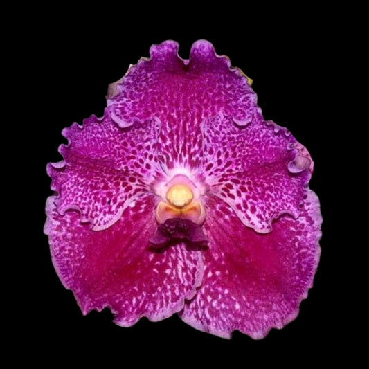 Vanda Alliance: Vanda JVB x Vanda Kultana Ruby x Patcharee Delight Vanda La Foresta Orchids