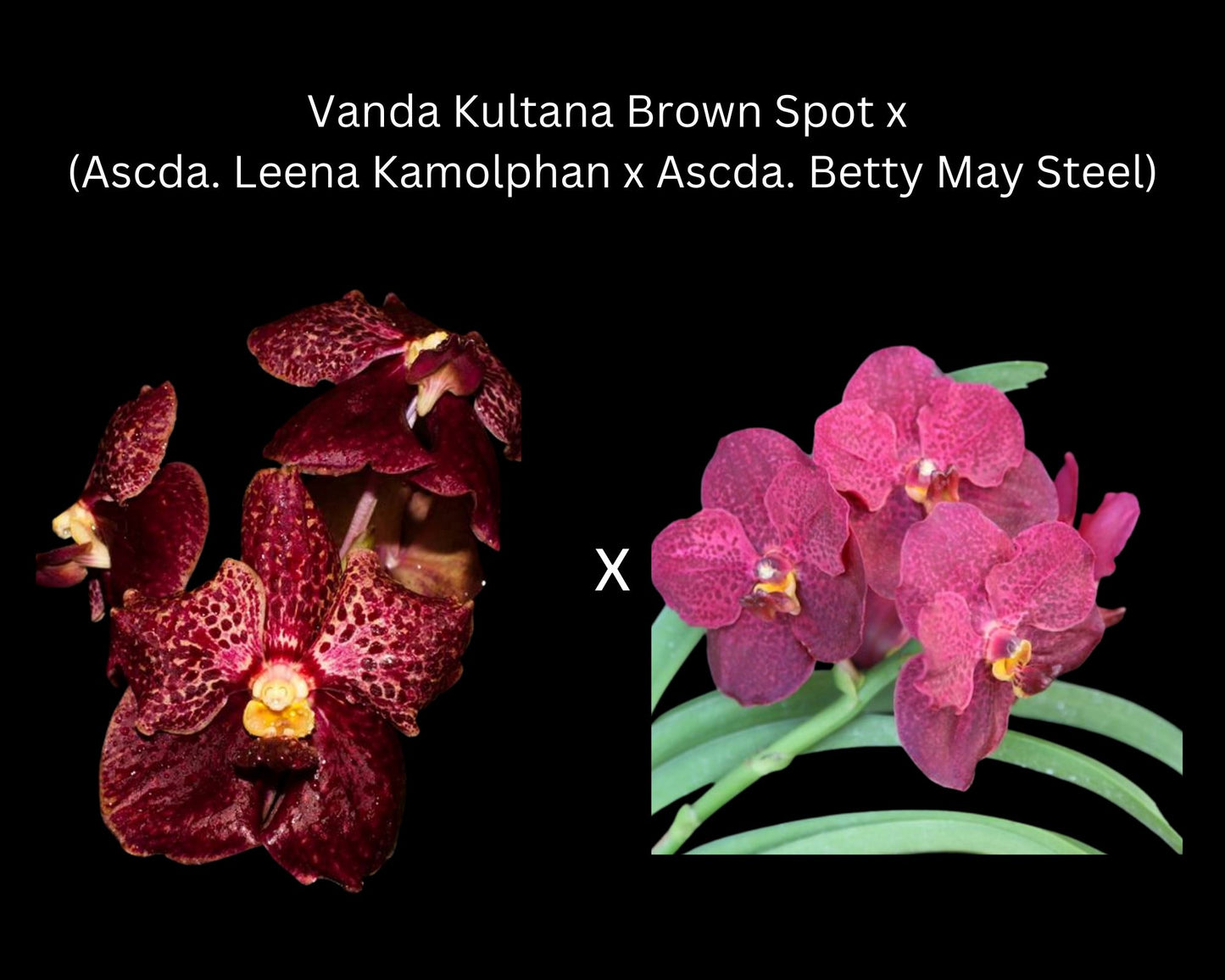 Vanda Alliance: Vanda Kultana Brown Spot x (Ascda. Leena Kamolphan x Ascda. Betty May Steel) Vanda La Foresta Orchids