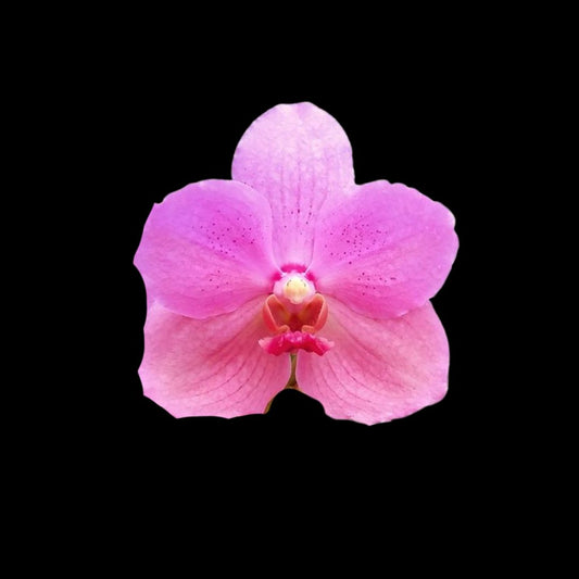 Vanda Alliance: Vanda Merv L Velthuis x Vanda Pimchai Beauty Vanda La Foresta Orchids