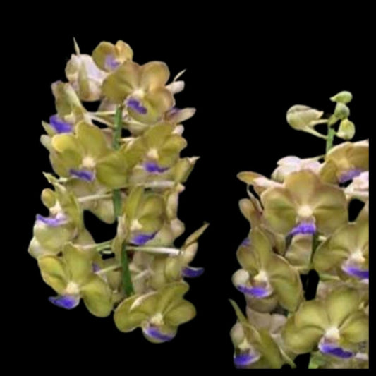 Vanda Alliance: Vanda Nopporn Orange Rosy x Vasco. Sasicha 'Green' Vanda La Foresta Orchids