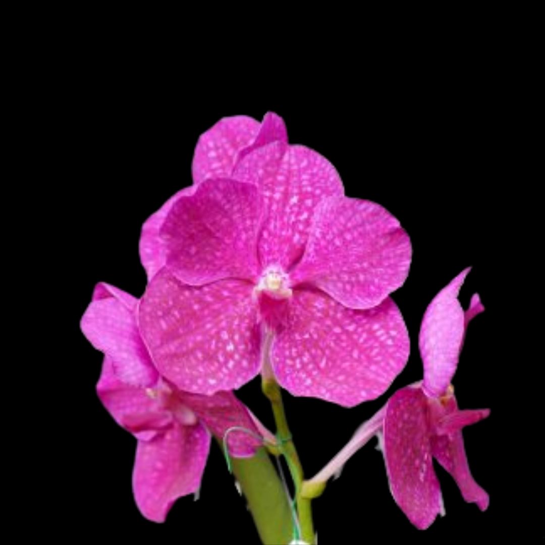 Vanda Alliance: Vanda Pakchong Blue 2N x Vanda Patcharee Delight 4N Vanda La Foresta Orchids