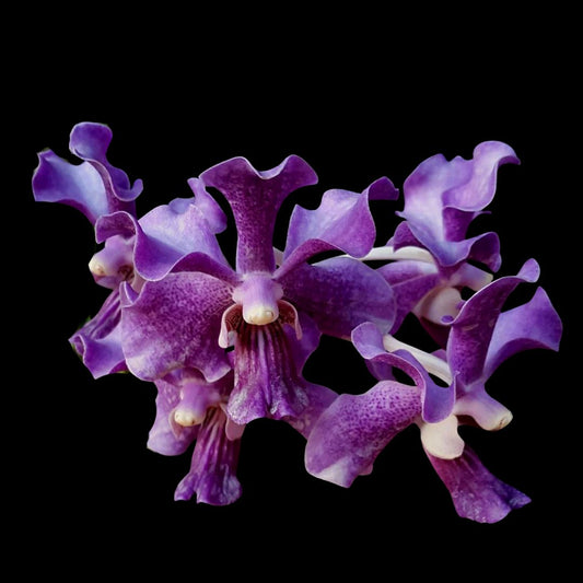 Vanda Alliance: Vanda Papilionanda Chao Praya Violet Vanda La Foresta Orchids
