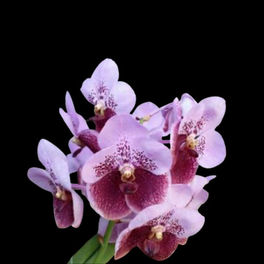 Vanda Alliance: Vanda Taweesuksa x Vanda sanderiana Vanda La Foresta Orchids