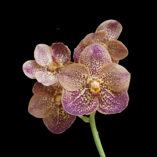 Vanda Alliance: Vanda Udom Gold – Sankamphaeng x Ascda. Kultana Red Sunset Vanda La Foresta Orchids