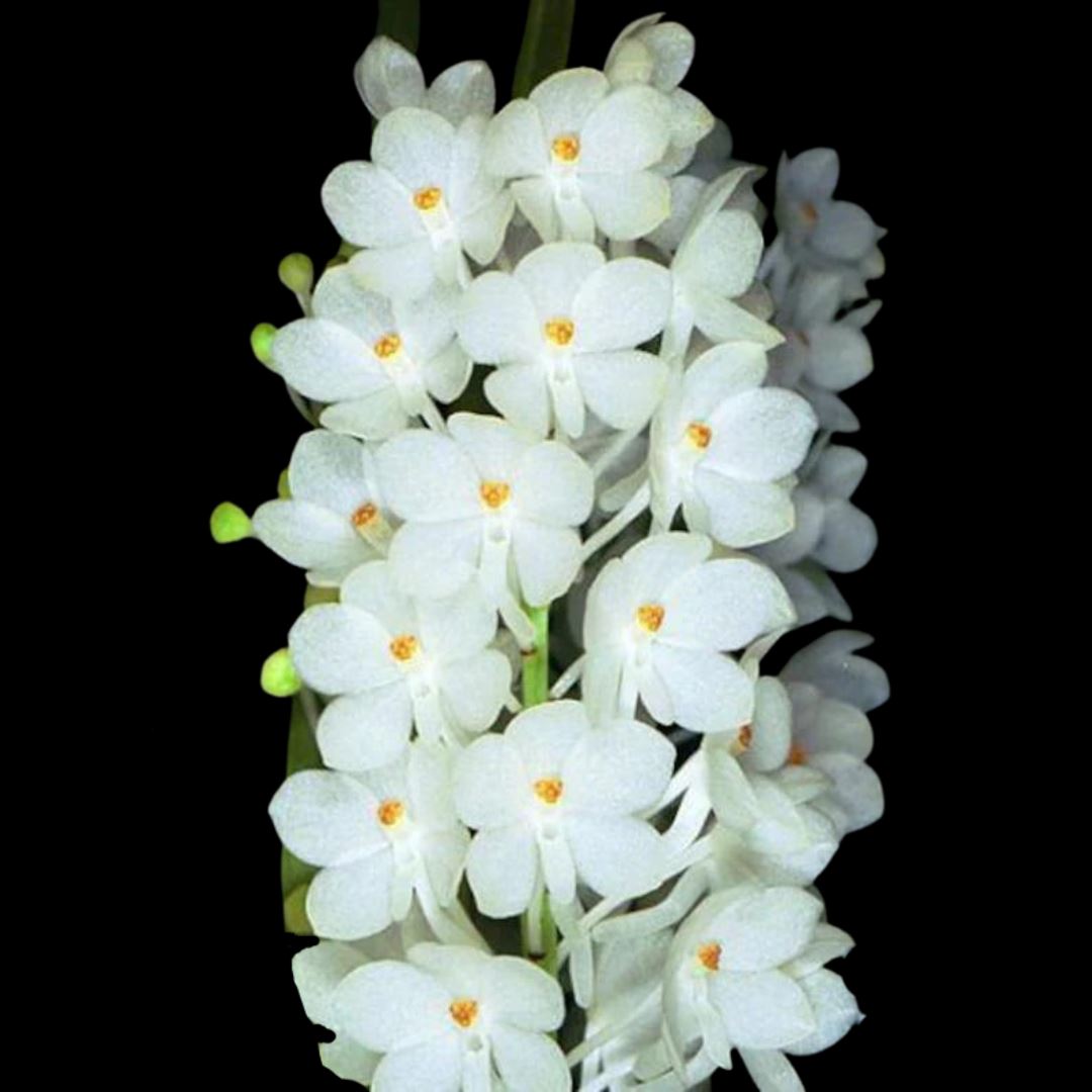 Vanda ampullacea var. alba Vanda La Foresta Orchids 