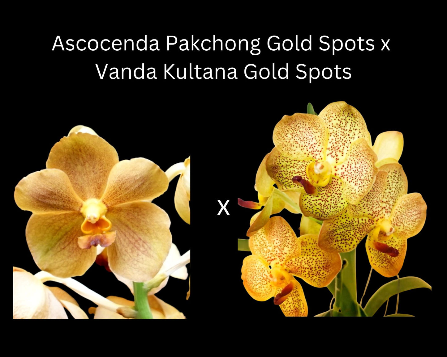 Vanda Ascocenda Pakchong Gold Spots x Vanda Kultana Gold Spots Vanda La Foresta Orchids
