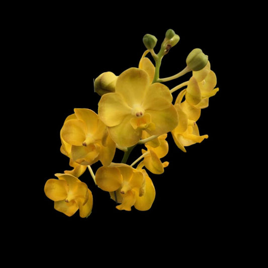 Vanda Bronze Butterfly x Vanda Memoria Thianchai Vanda La Foresta Orchids