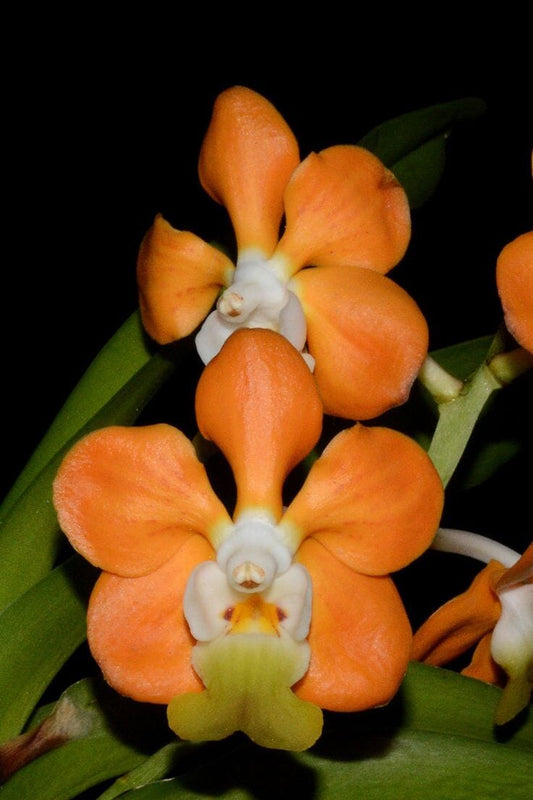 Vanda denisoniana Vanda La Foresta Orchids var. ‘Orange’