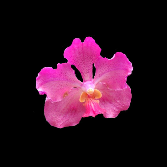 Vanda JVB x Vanda Dr. Anek Vanda La Foresta Orchids