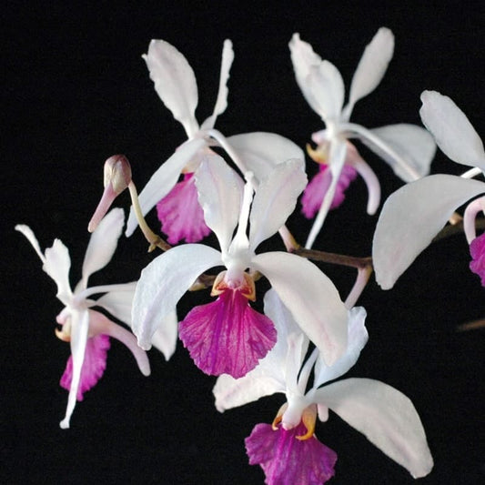 Vanda kimballiana Vanda La Foresta Orchids