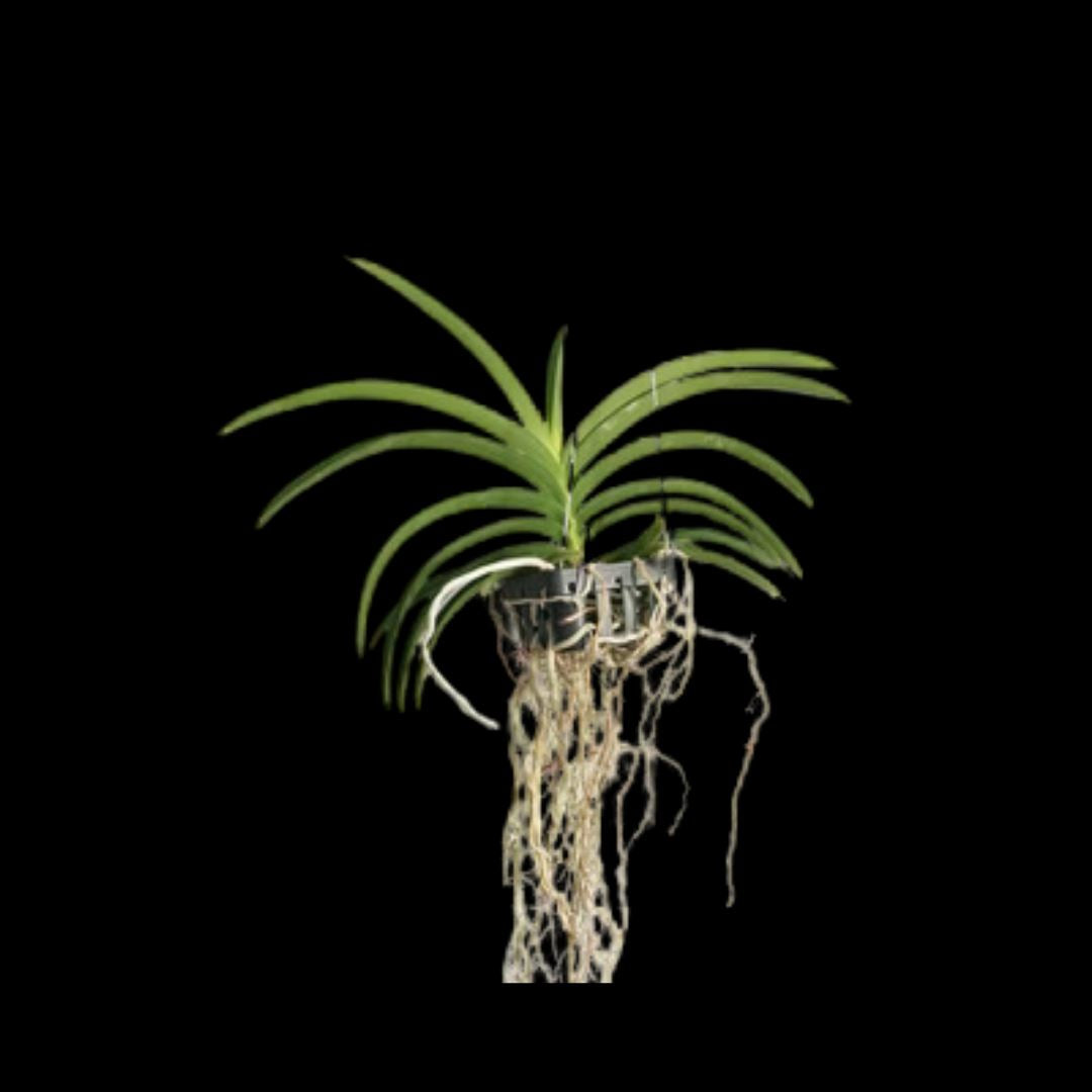 Vanda lamellata Vanda La Foresta Orchids