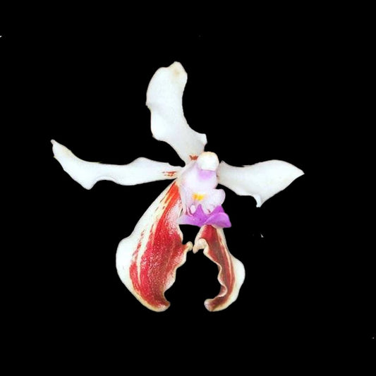 Vanda lamellata Vanda La Foresta Orchids