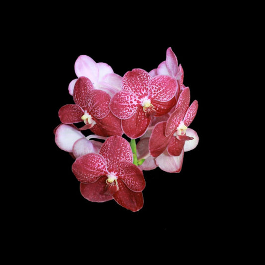 Vanda leurcharusmee Vanda La Foresta Orchids