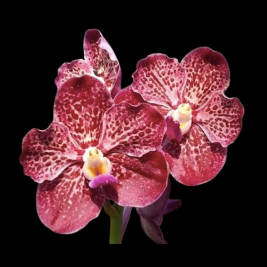 Vanda Mimi Palmer x Vanda Dr. Anek Vanda La Foresta Orchids