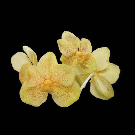 Vanda Sankamphaeng x Vanda Udom Gold Vanda La Foresta Orchids