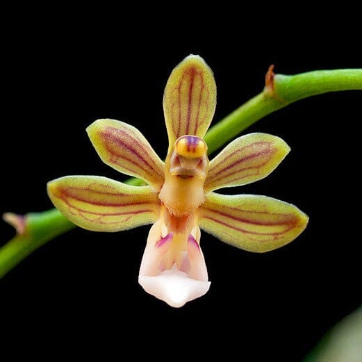 Vanda simondii Vanda La Foresta Orchids 