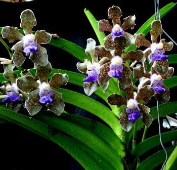 Vanda tessellata Vanda La Foresta Orchids 