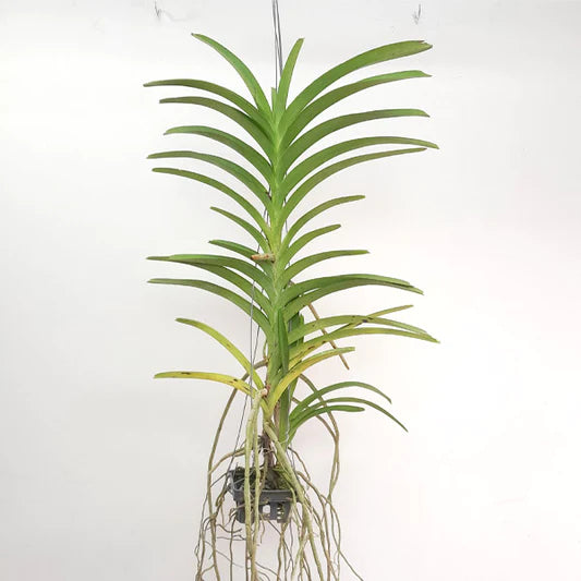 Vanda tessellata Vanda La Foresta Orchids