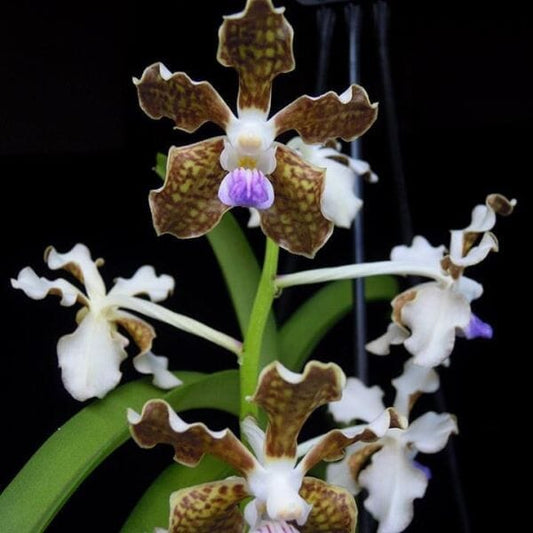 Vanda tessellata Vanda La Foresta Orchids