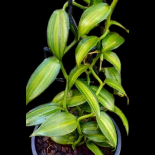 Vanilla planifolia Vanilla La Foresta Orchids