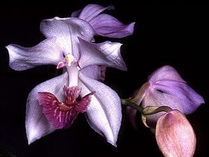 Acacallis cyanea Acacallis La Foresta Orchids