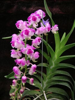 Aerides lawrenceae Aerangis La Foresta Orchids 
